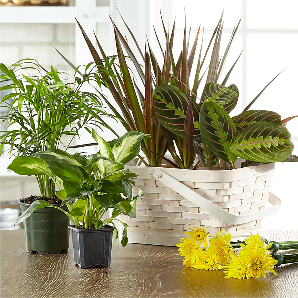 Florist Designed Blooming and Green Plants in a Basket – Greenery Plus Florist, Monroe NY