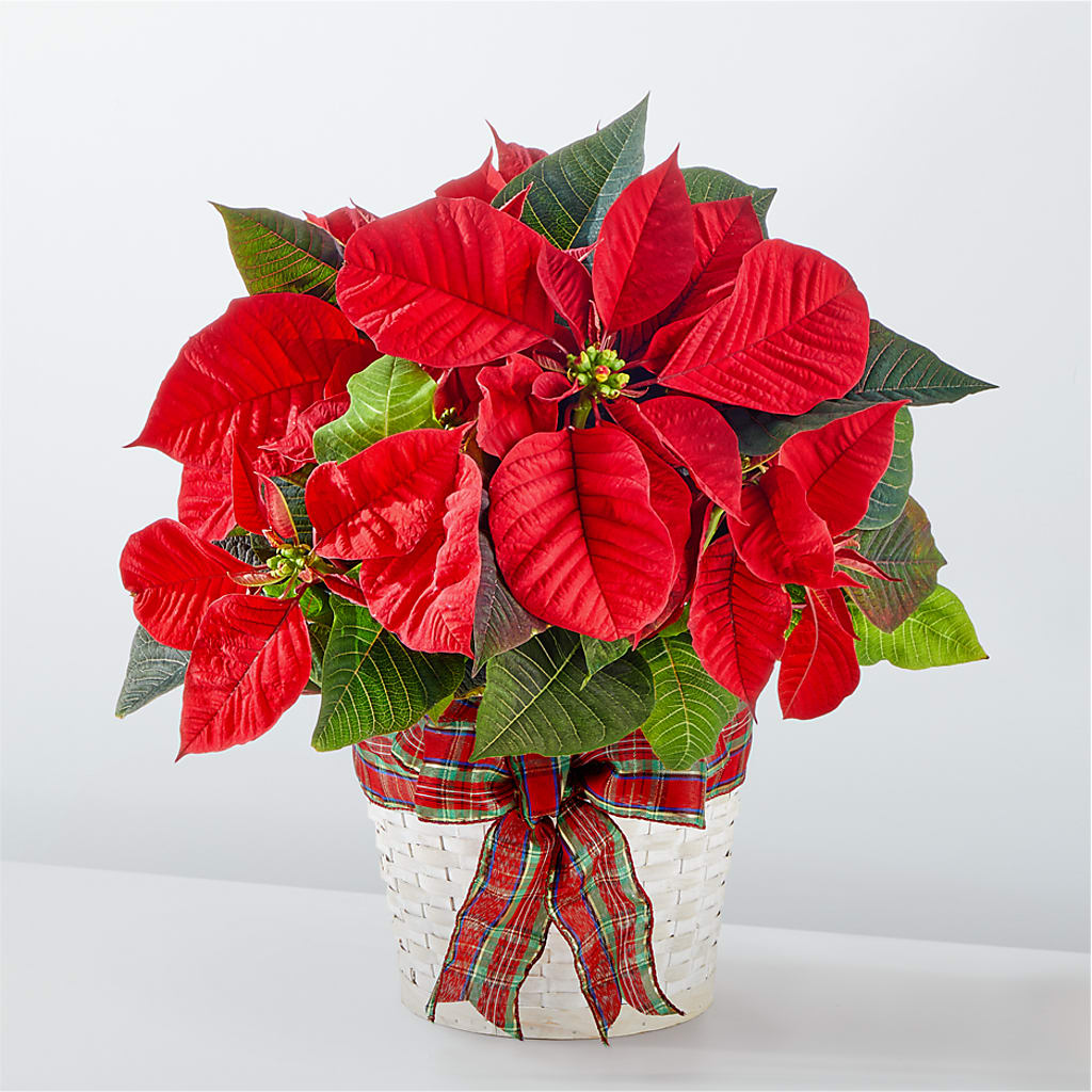 Happiest Holidays Poinsettia – Greenery Plus Florist, Monroe NY