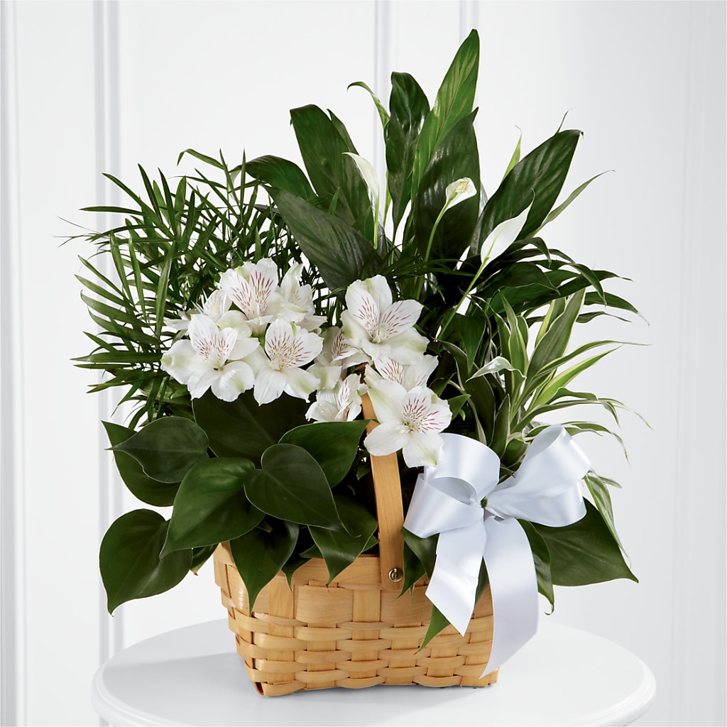 Peace & Serenity Dishgarden – Greenery Plus Florist, Monroe NY