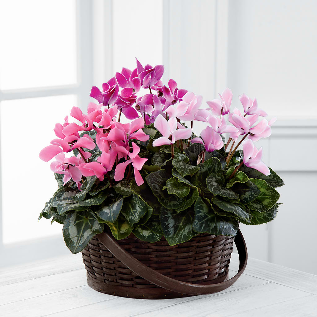 Mixed Cyclamen Planter – Greenery Plus Florist, Monroe NY