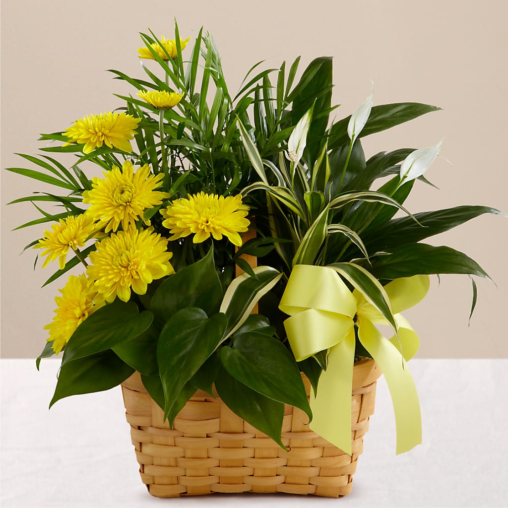 Loving Light Dishgarden – Greenery Plus Florist, Monroe NY