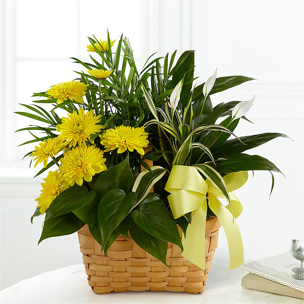 Loving Light Dishgarden – Greenery Plus Florist, Monroe NY