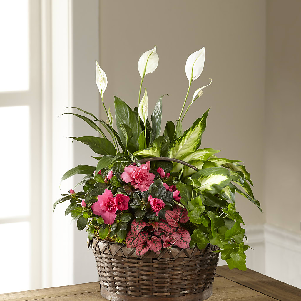 Dream in Pink Dishgarden – Greenery Plus Florist, Monroe NY