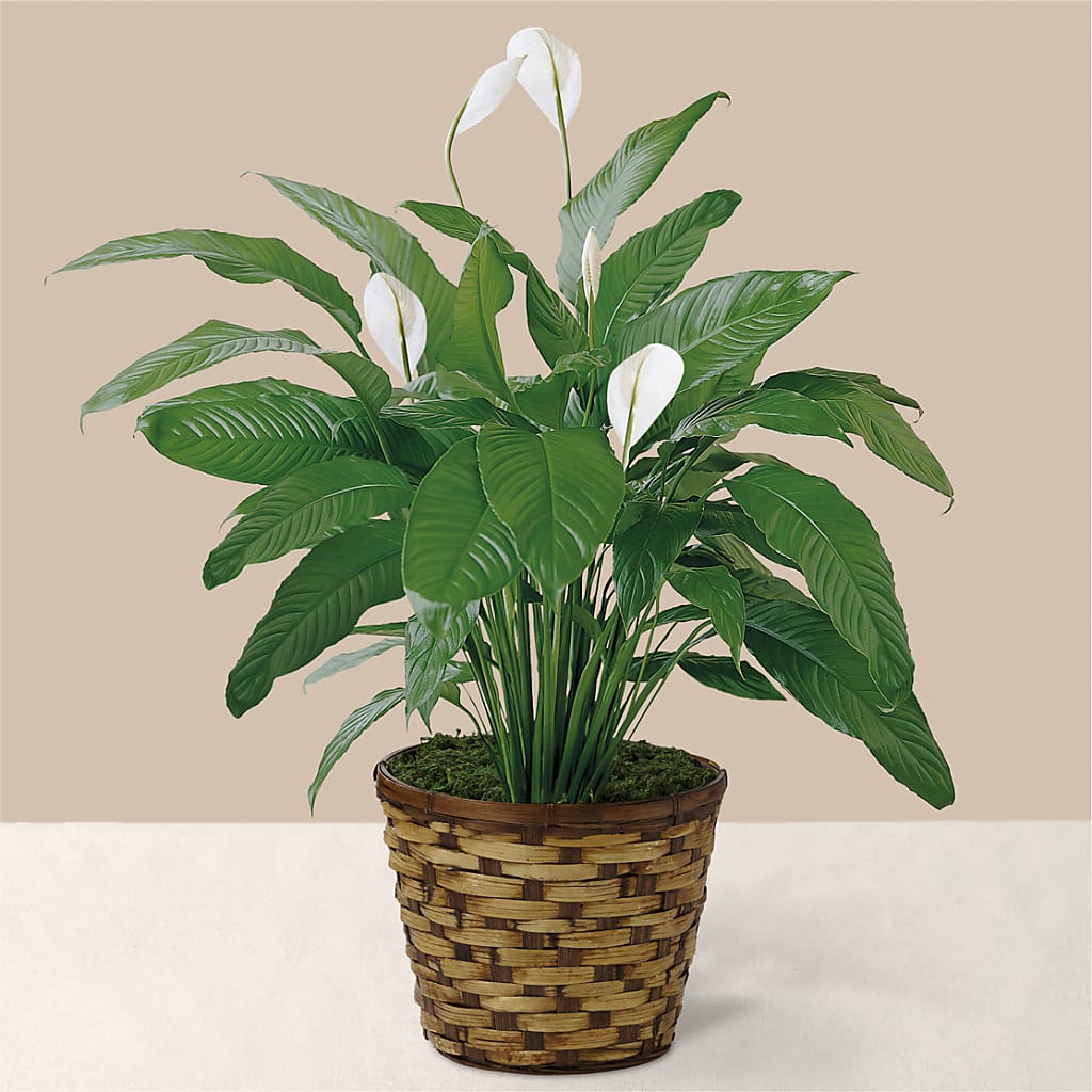 Tranquil Moments Peace Lily Plant – Greenery Plus Florist, Monroe NY