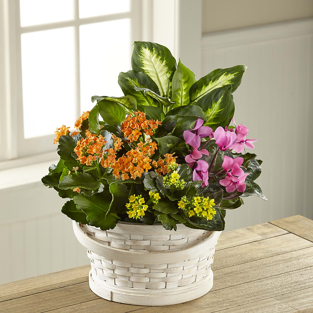 Color Crush Dishgarden – Greenery Plus Florist, Monroe NY