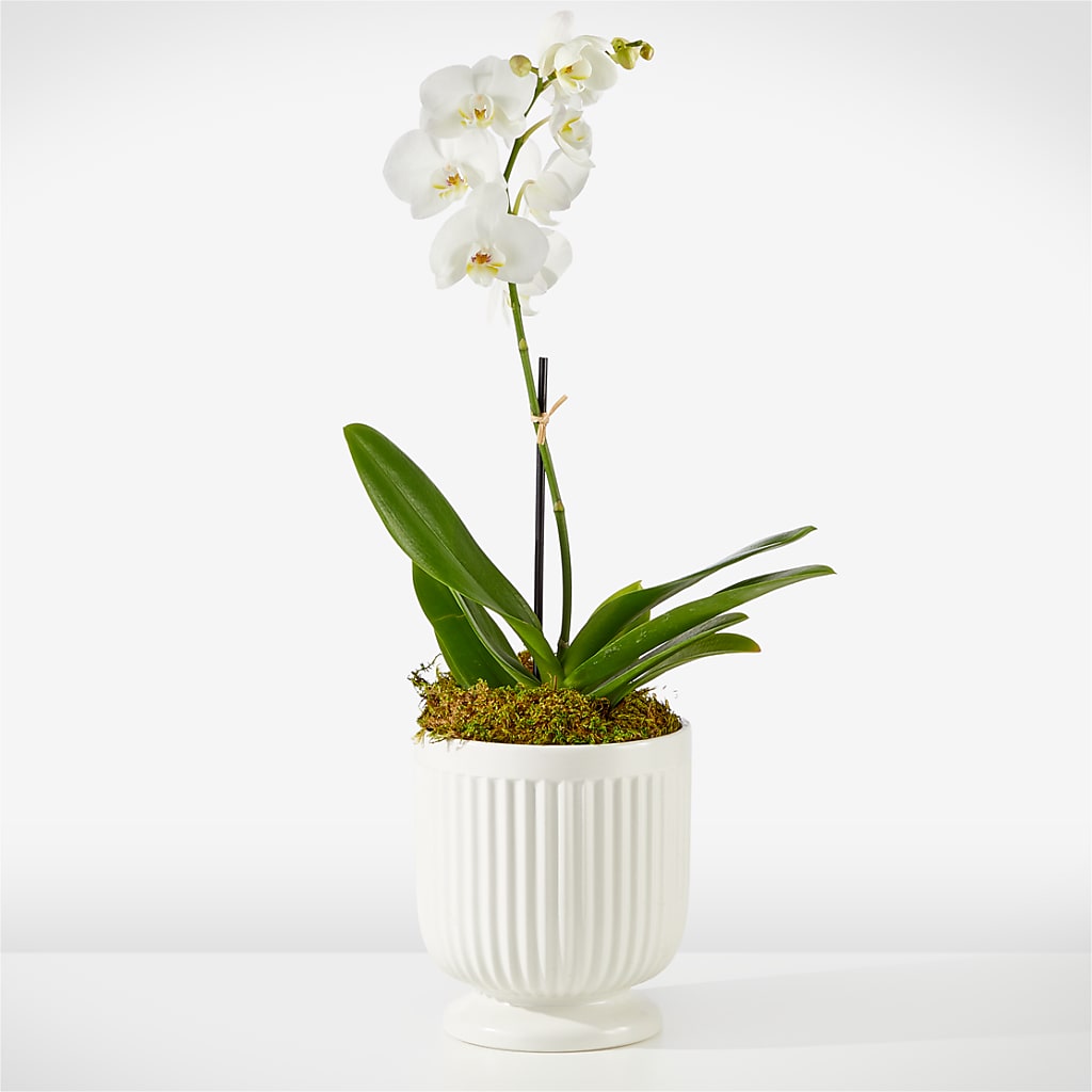 Whispering White Orchid – Greenery Plus Florist, Monroe NY