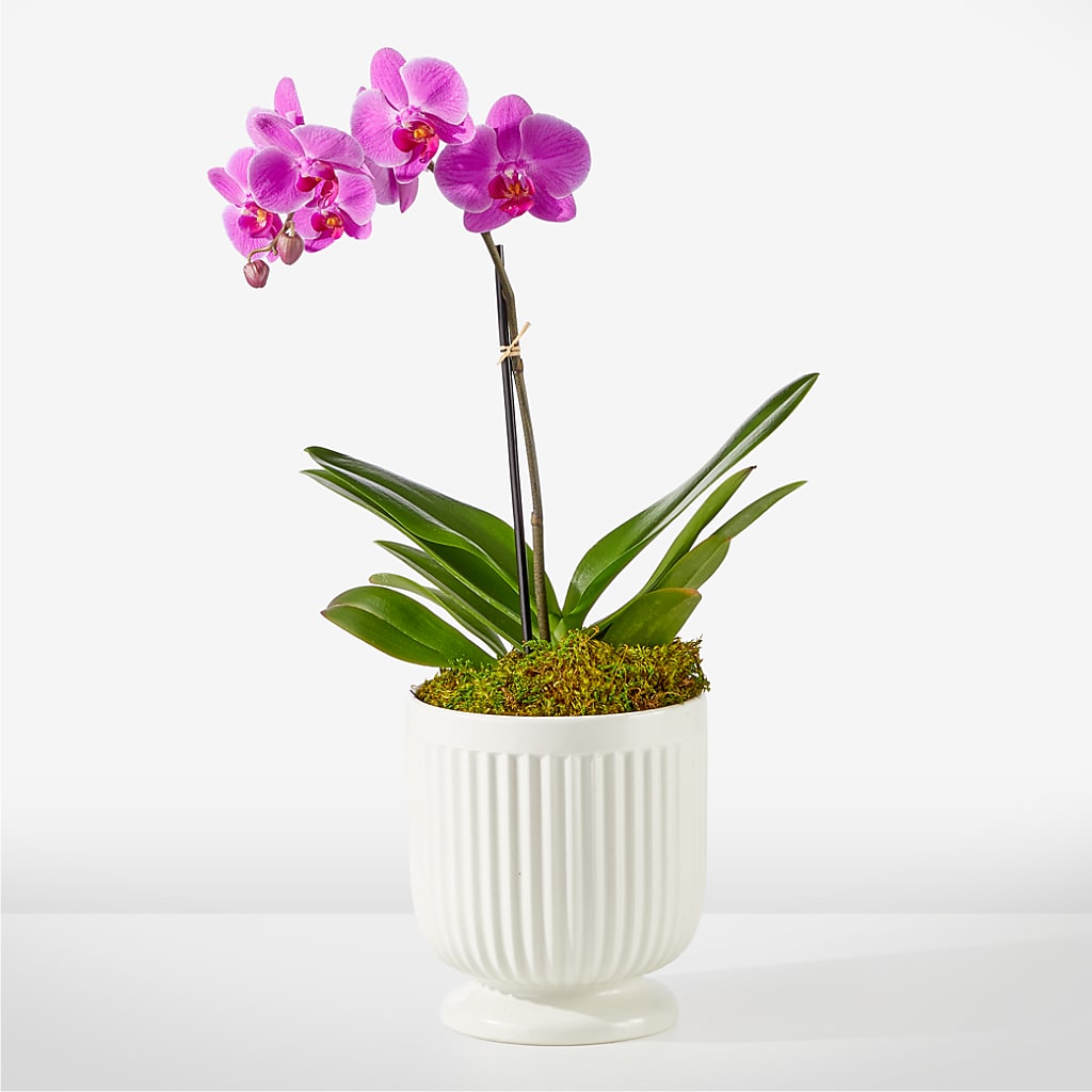 Friendly Fuchsia Orchid – Greenery Plus Florist, Monroe NY