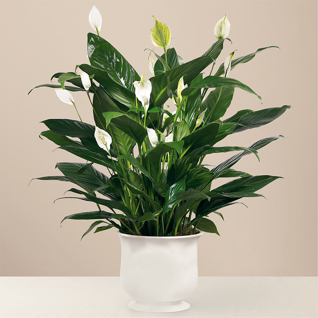 Comfort Planter – Greenery Plus Florist, Monroe NY