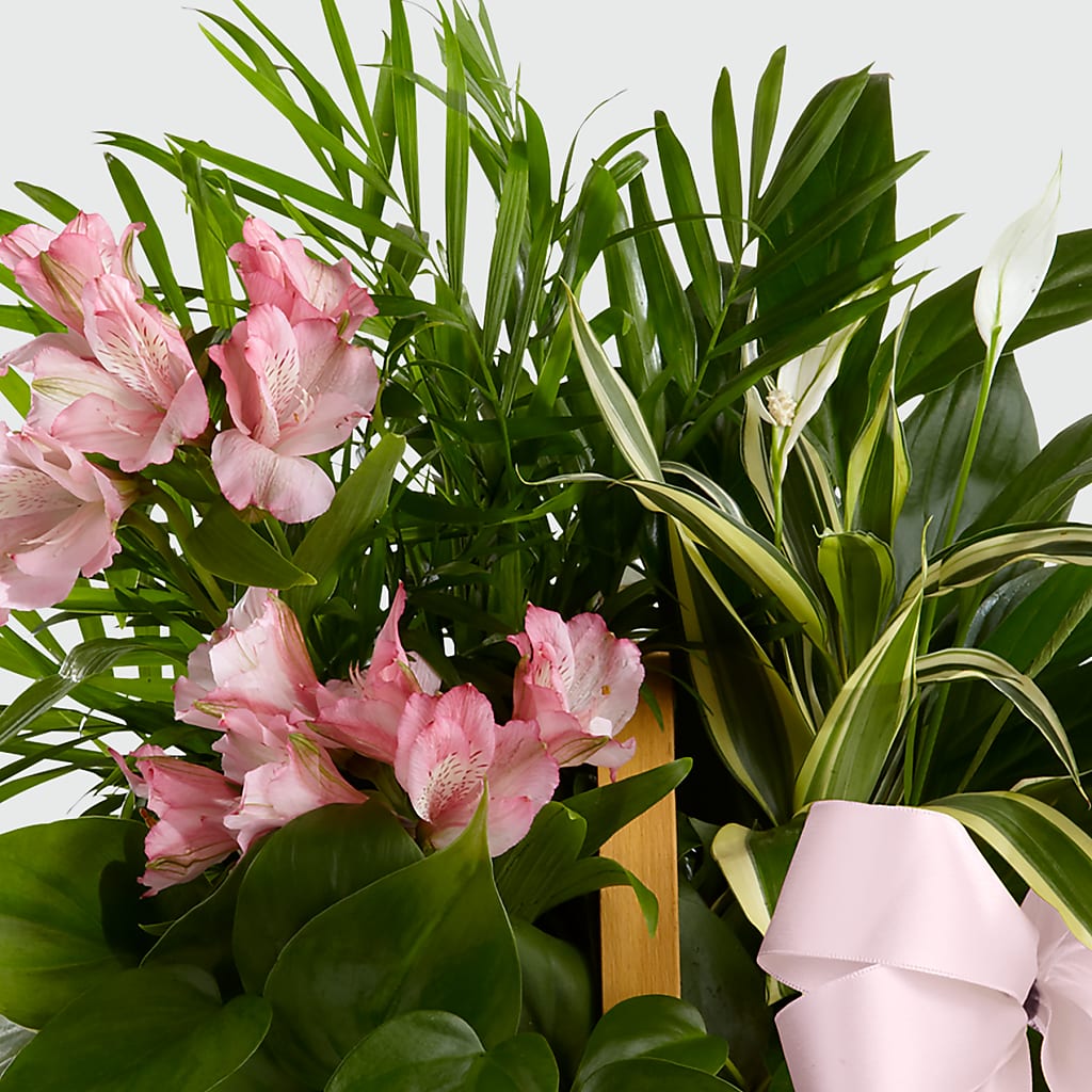 Living Spirit Dishgarden – Greenery Plus Florist, Monroe NY