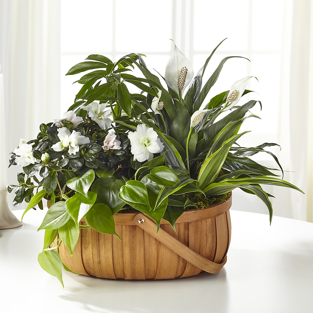Serene Dishgarden – Greenery Plus Florist, Monroe NY