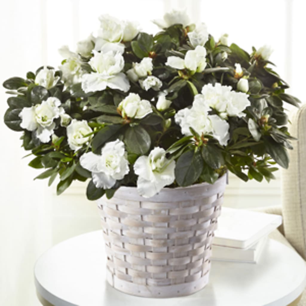 White Azalea Plant – Greenery Plus Florist, Monroe NY