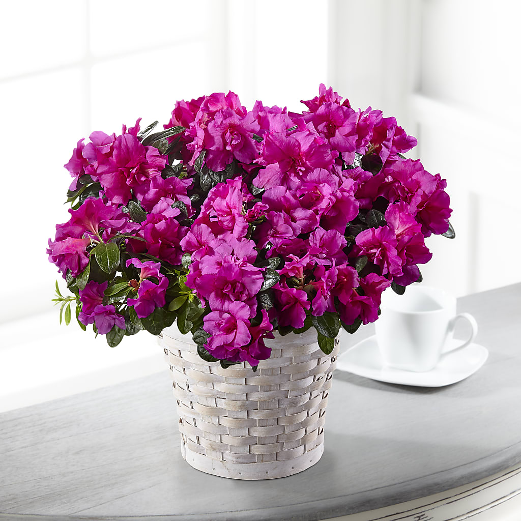 Hope & Serenity Azalea Plant – Greenery Plus Florist, Monroe NY