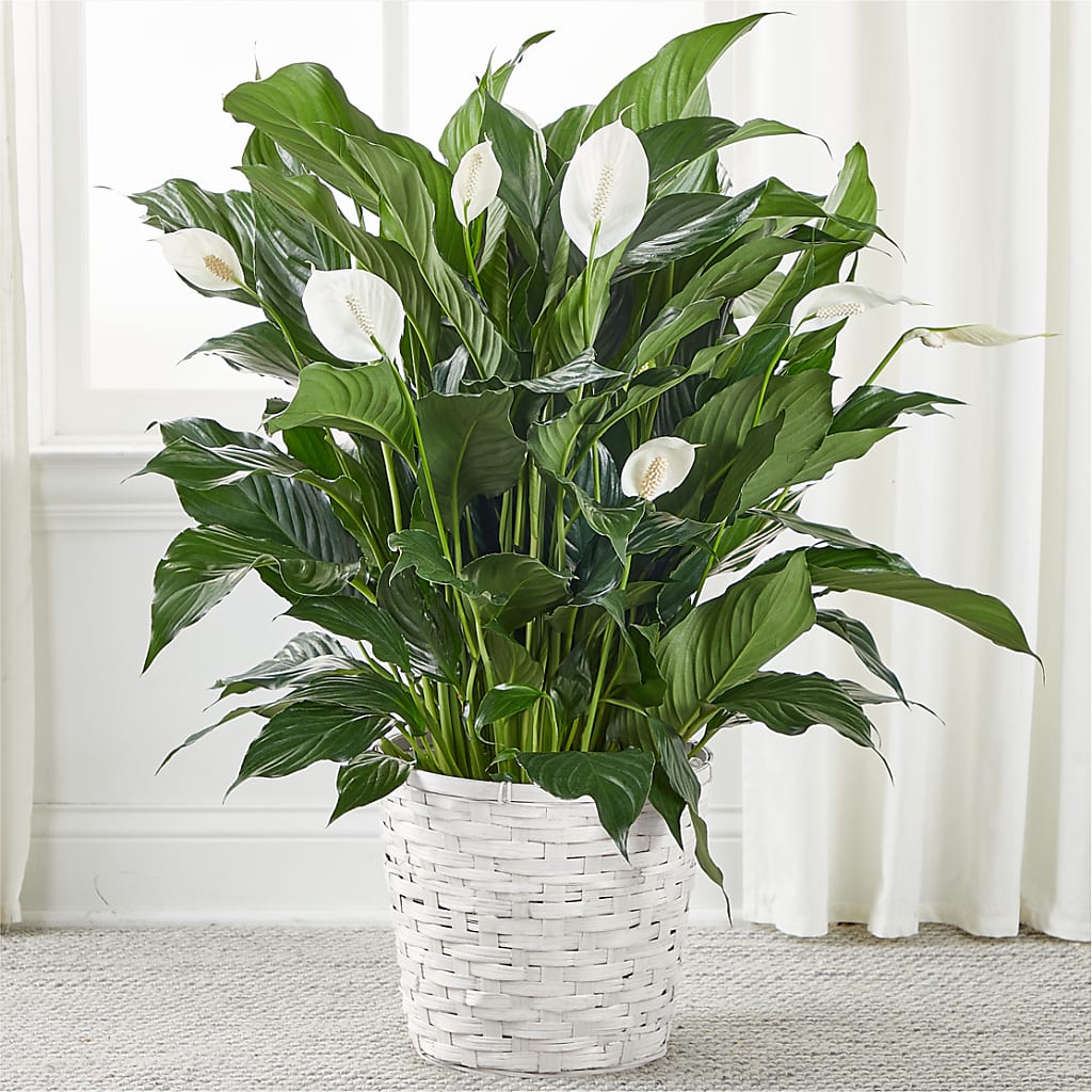 A New Leaf Peace Lily – Greenery Plus Florist, Monroe NY