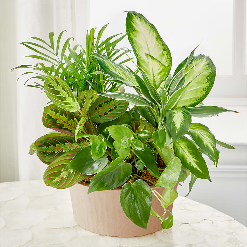 Balance & Harmony Dishgarden – Greenery Plus Florist, Monroe NY