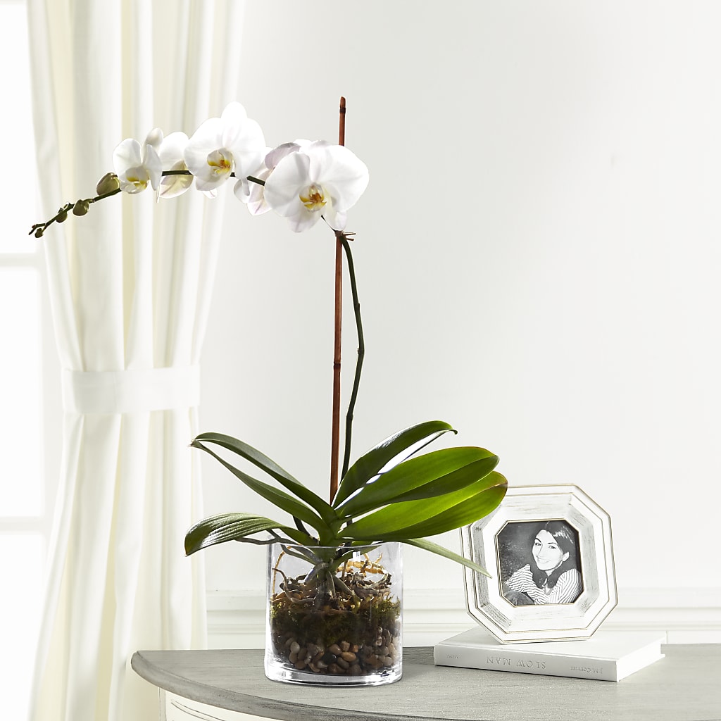 White Orchid Planter – Greenery Plus Florist, Monroe NY