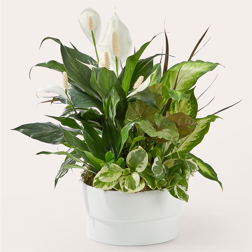 Radiating Positivity Dishgarden – Greenery Plus Florist, Monroe NY