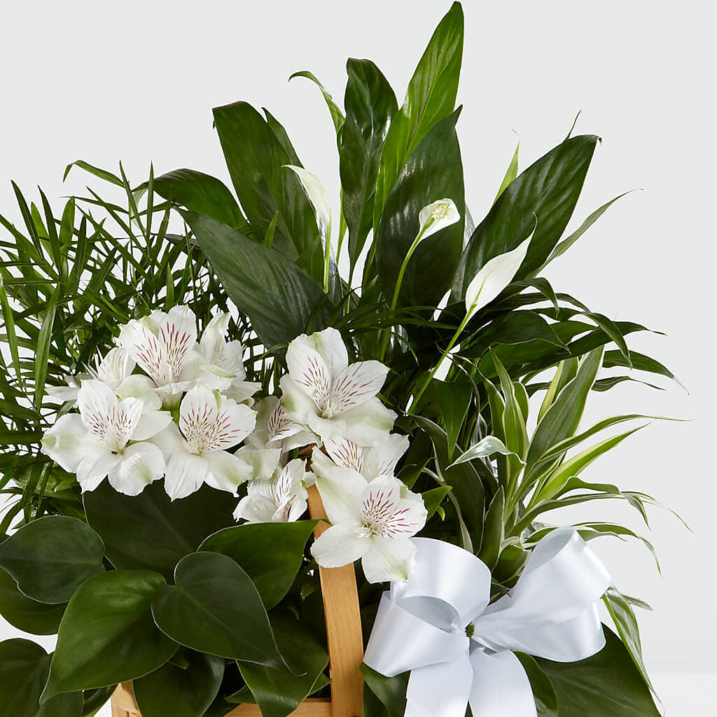 Peace & Serenity Dishgarden –  Greenery Plus Florist, Monroe NY