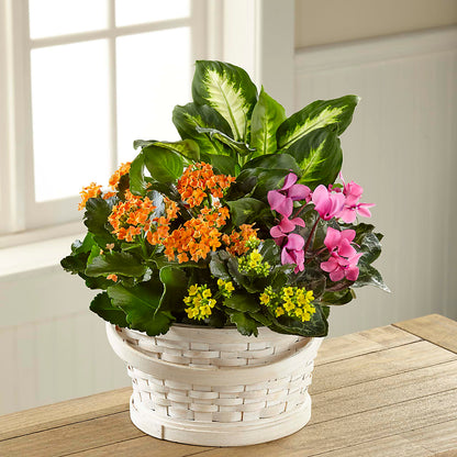 Color Crush Dishgarden –  Greenery Plus Florist, Monroe NY