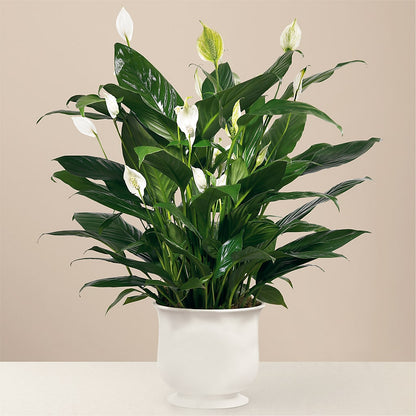 Comfort Planter –  Greenery Plus Florist, Monroe NY