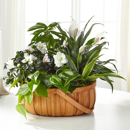 Serene Dishgarden –  Greenery Plus Florist, Monroe NY
