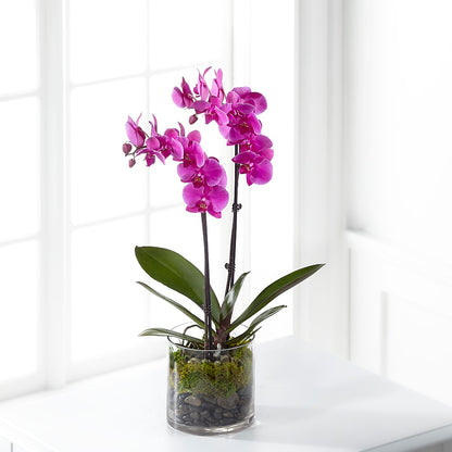 Pink Orchid Plant –  Greenery Plus Florist, Monroe NY
