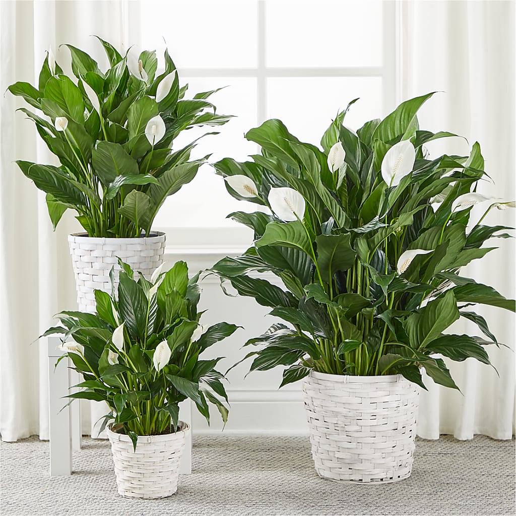 A New Leaf Peace Lily –  Greenery Plus Florist, Monroe NY