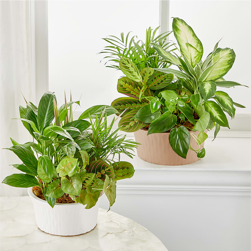 Balance & Harmony Dishgarden –  Greenery Plus Florist, Monroe NY