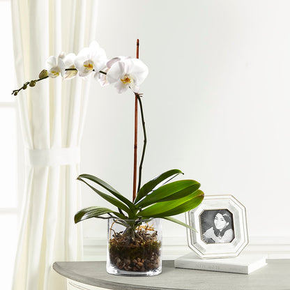 White Orchid Planter –  Greenery Plus Florist, Monroe NY