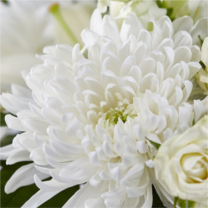 Classic Ivory – A Florist Original –  Greenery Plus Florist, Monroe NY